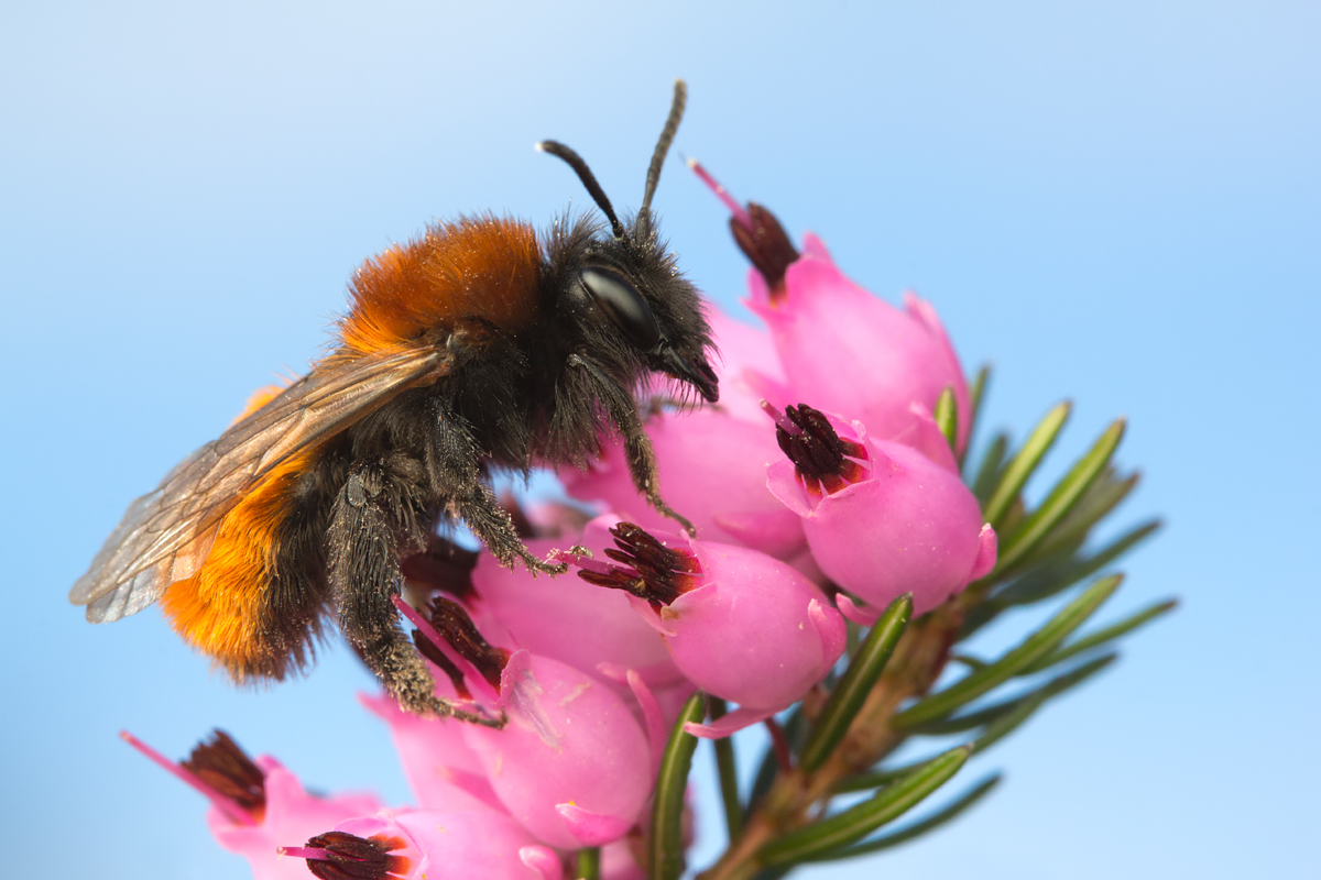 Tawny Mining Bee 9